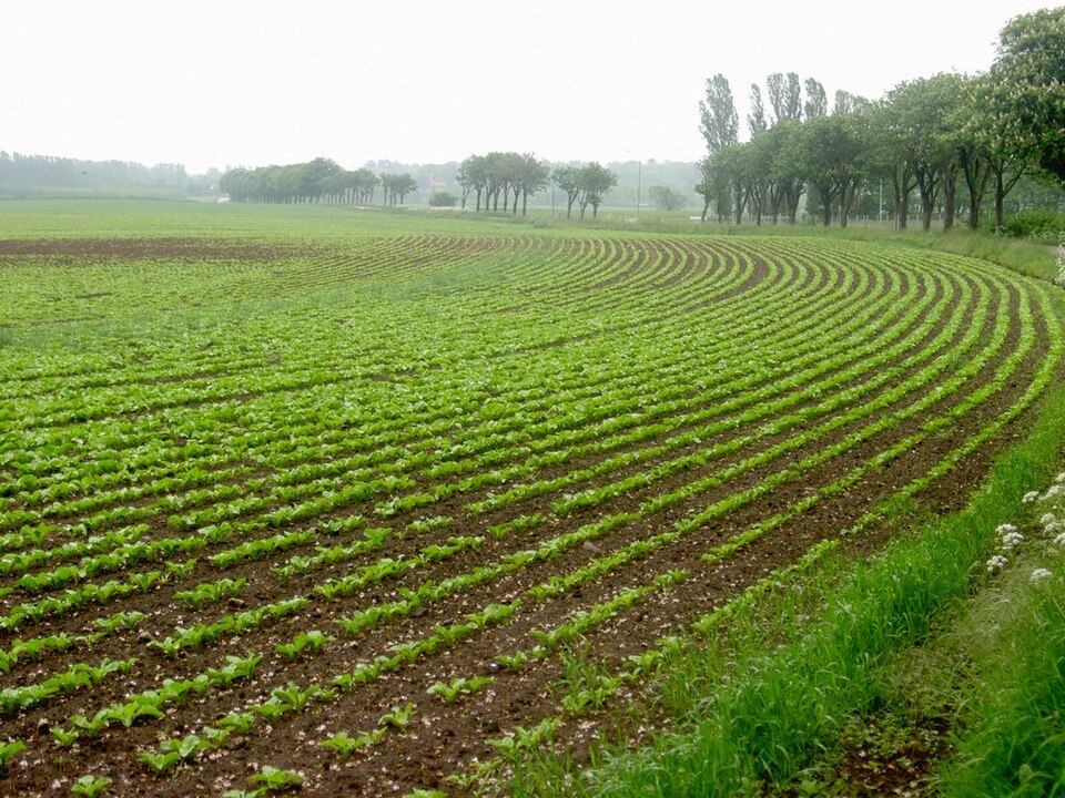CRUSH Pro Sugar Beets