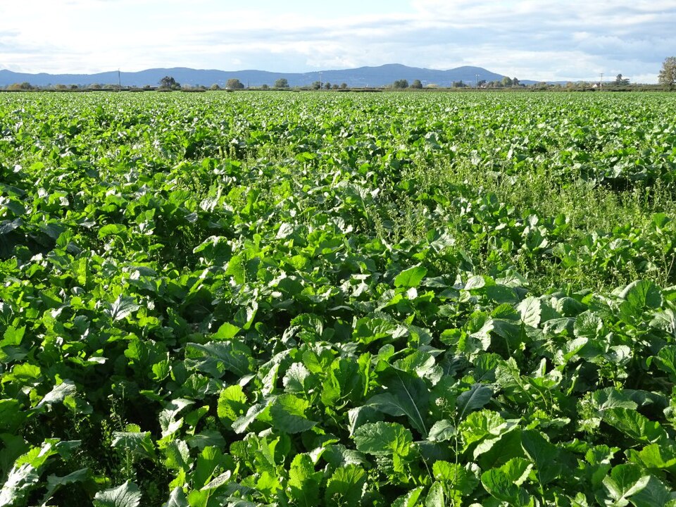 Green Mile No-Till