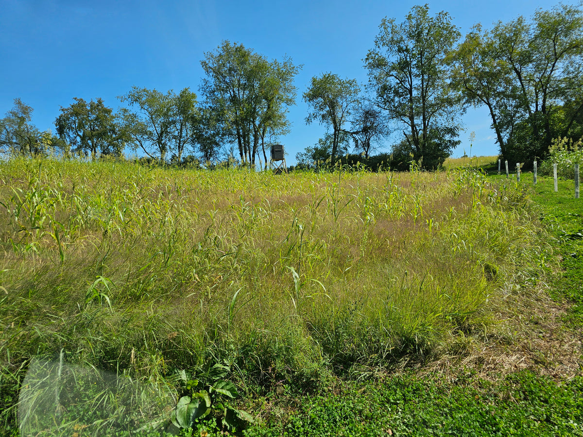 Whitetail Creations service: Elevated blind overlooking a food plot; not model-specific