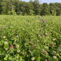 CRUSH Clover Plus Alfalfa