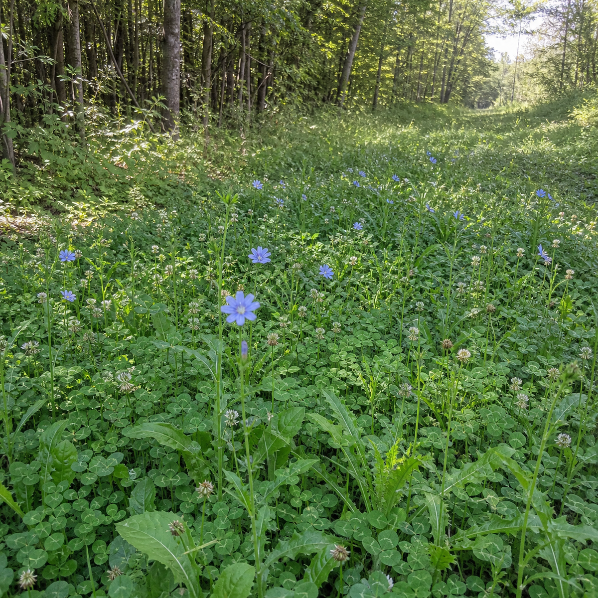 CRUSH Clover Plus Chicory