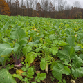 CRUSH Pro Brassica Blend