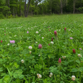 CRUSH Pro Clover