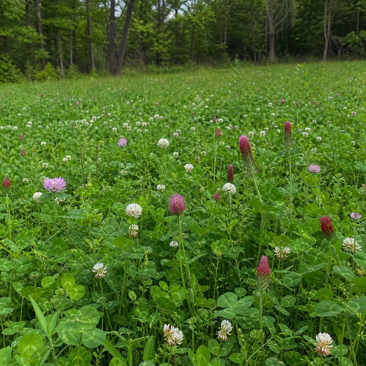 CRUSH Pro Clover