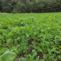 CRUSH Pro Sugar Beets