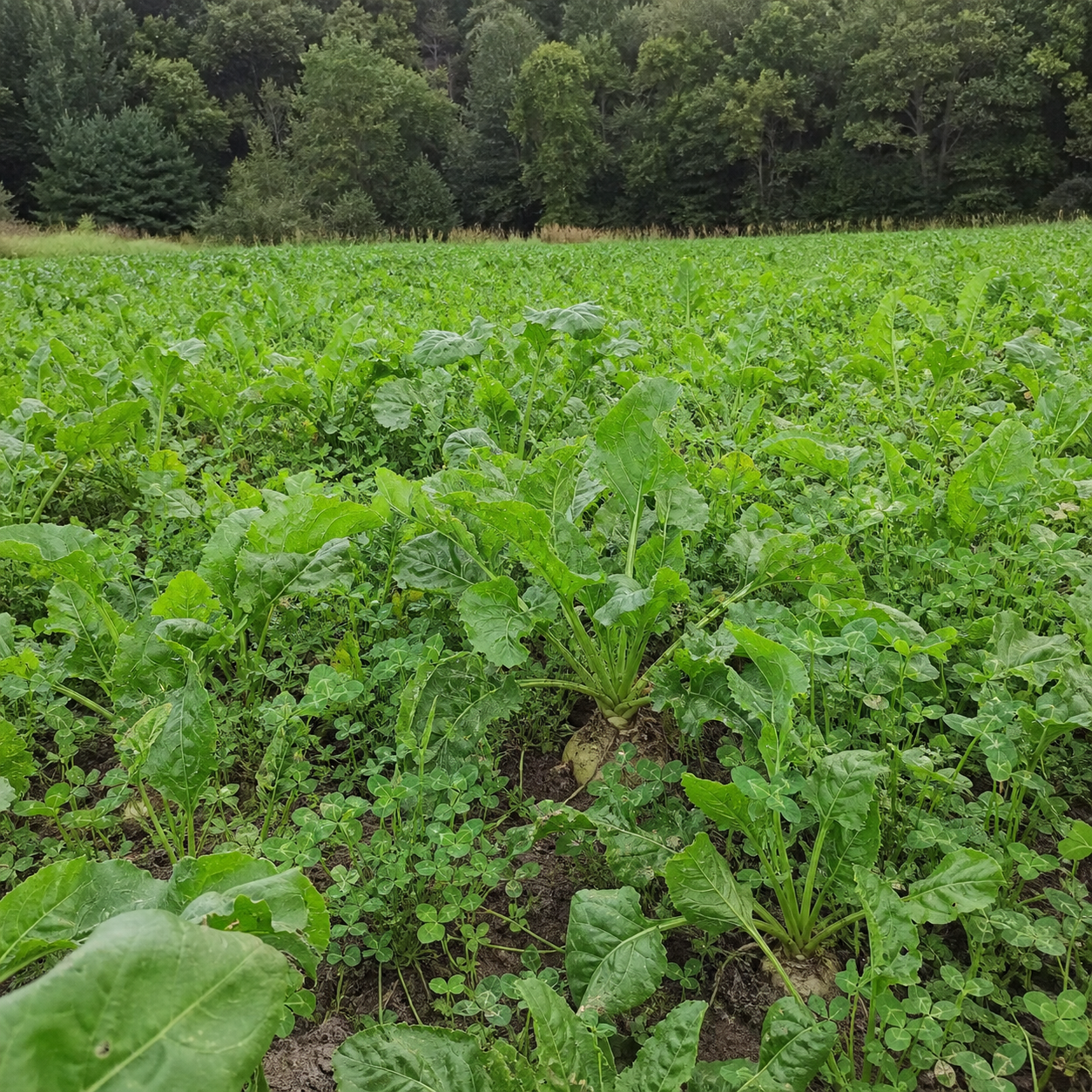 CRUSH Pro Sugar Beets
